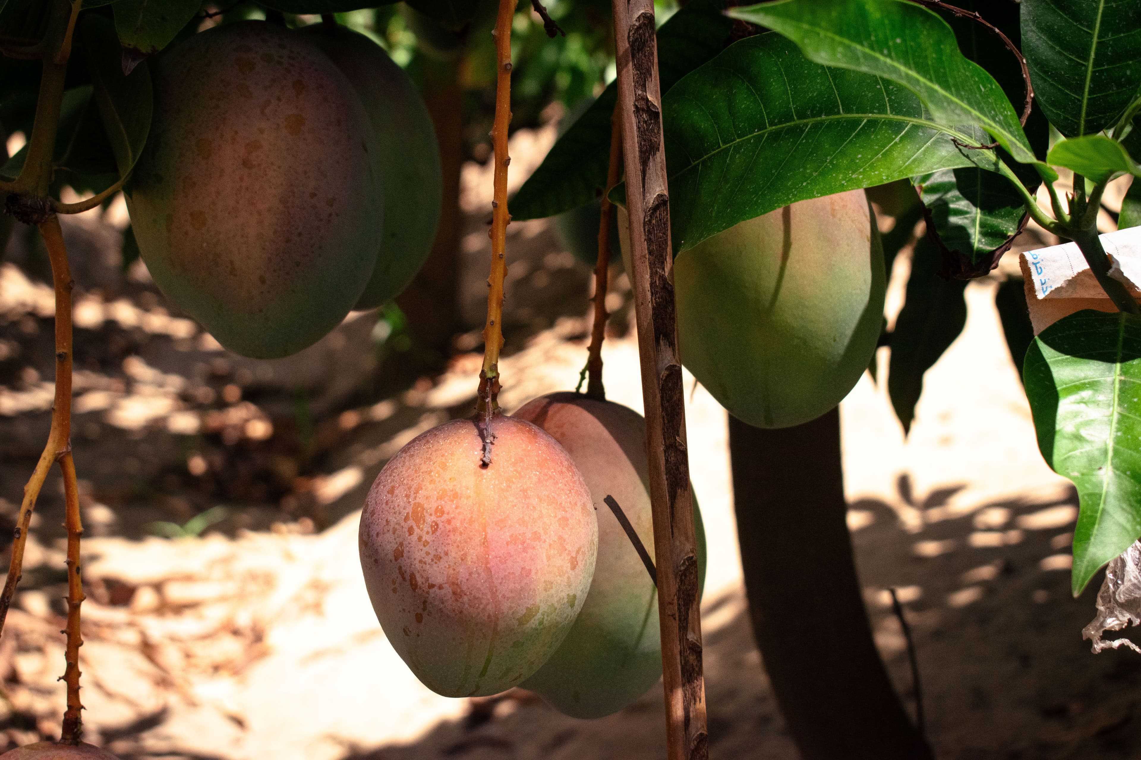 Cover image for section with description: Beyond design and construction, Salah Group is also a leading exporter of premium agricultural goods, including oranges, mangoes, and dates. Under its agricultural division, Mangi Farms operates as a dedicated subsidiary brand, specializing in both fresh and frozen products that meet international quality standards. Through Mangi Farms, Salah Group continues to expand its global reach, delivering the finest produce from Egypt’s farms to markets worldwide.